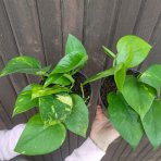 Potosovec zlatý (Epipremnum) ´AUREUM´ - výška 10-20 cm, kont. C1.5L 